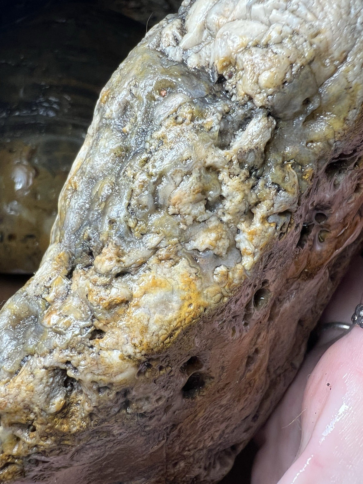 2lb 10.4oz Agatized MN Specimen Interesting Display Specimen Lapidary Cabbing