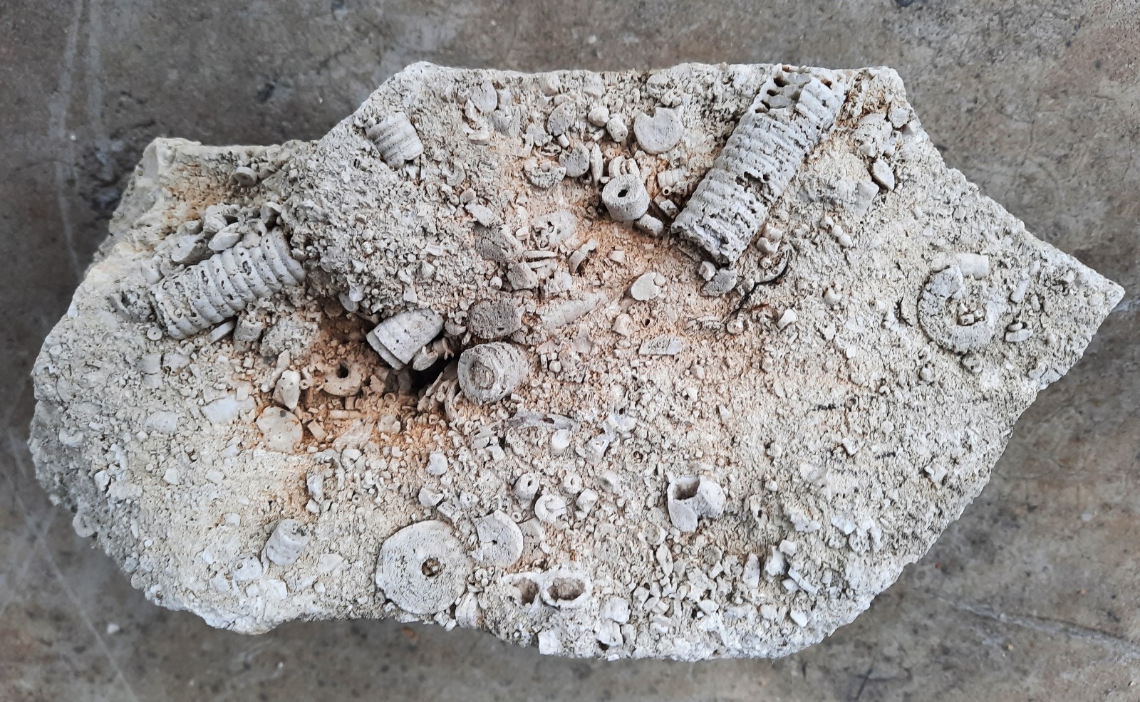 Fresh Wash Out of a Crinoid Fossil Bed. 2.35 lb. 7.25X3.5X2.25″