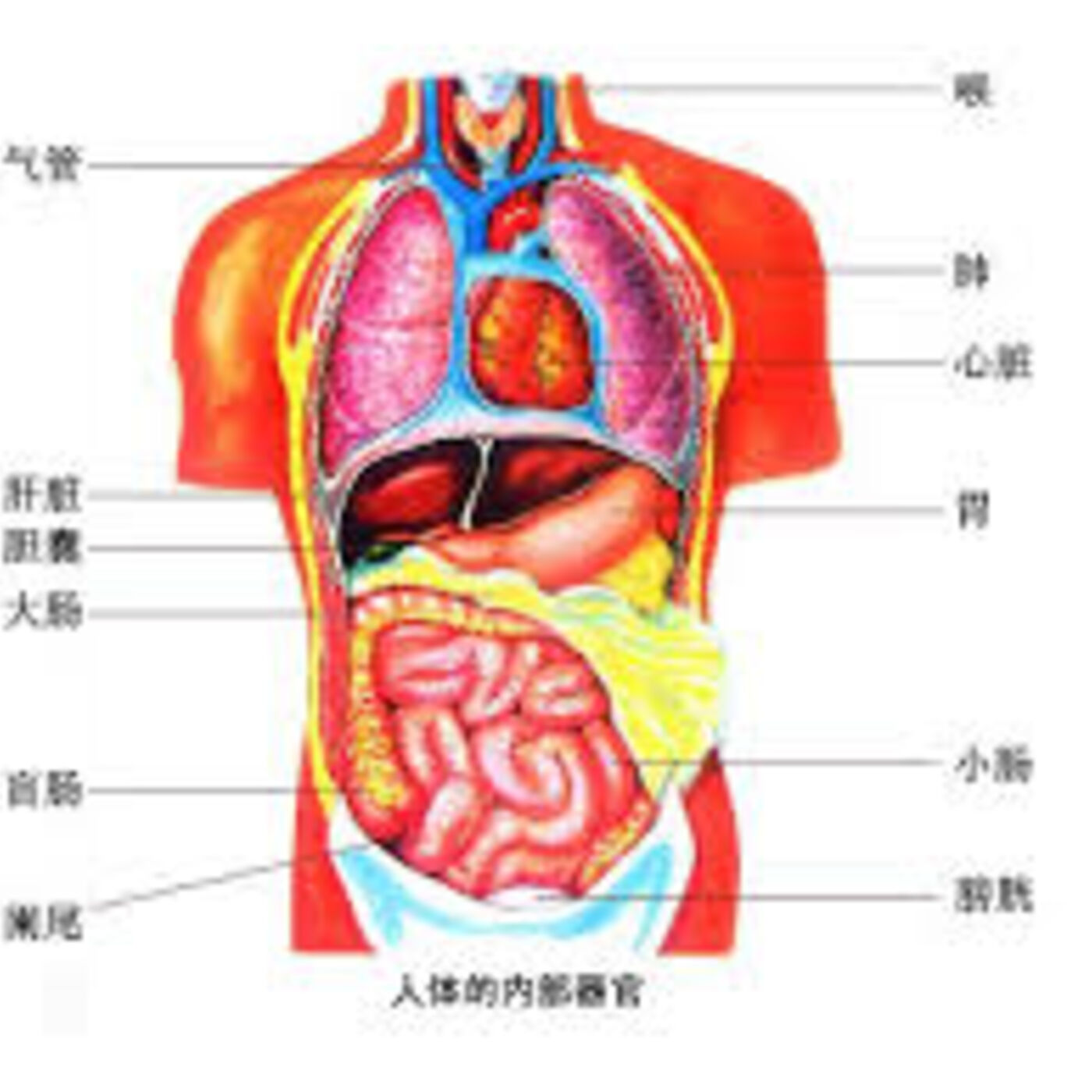 肠胃-吸收能量的器官有哪些 (Chinese)