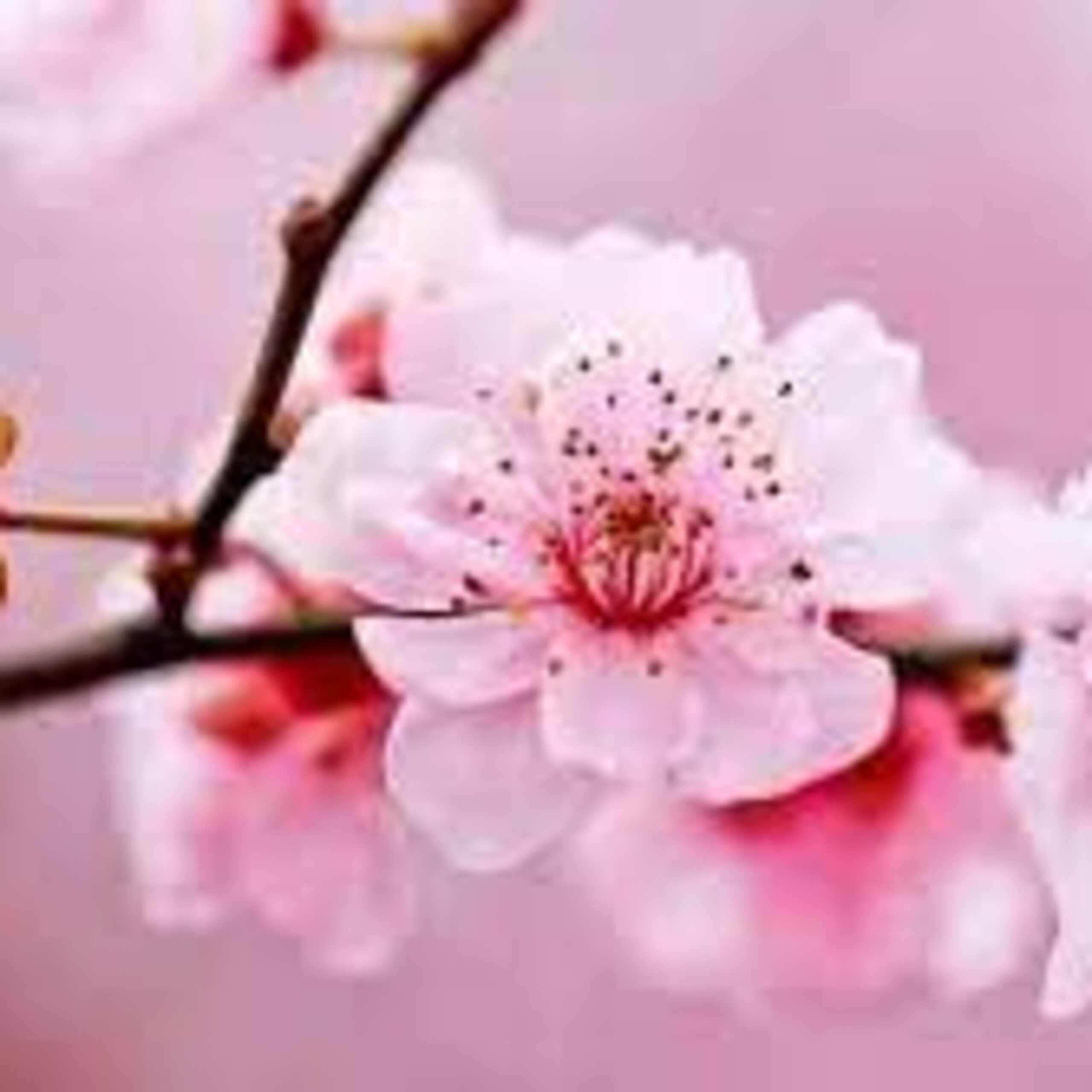 GG- Add’l 补充 -Healing by Balancing Yin/Yang Peach Flower 平衡阴阳桃花的疗愈 (中英文, 中文开始 1:30)