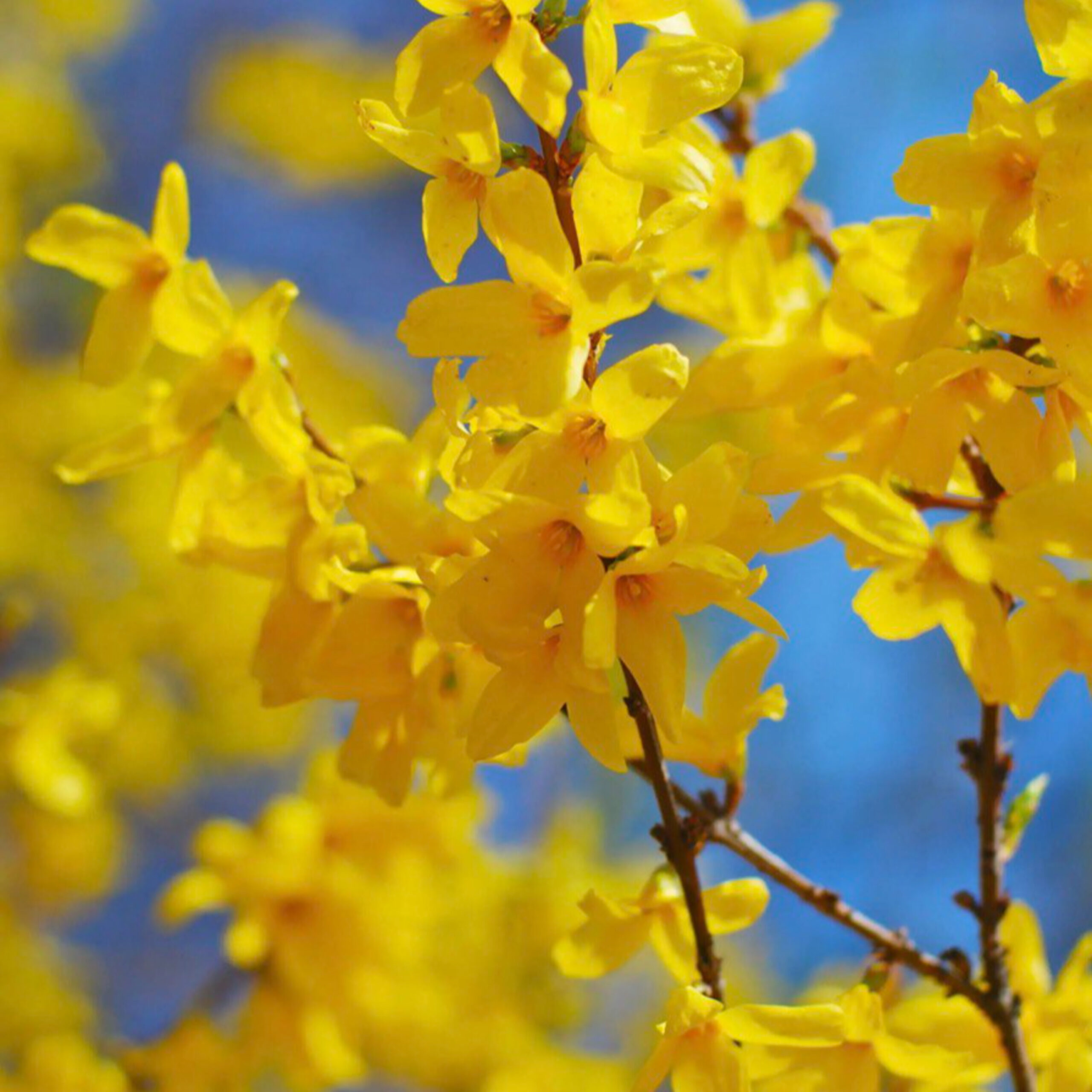 GG- Add’l 补充 -Forsythia heals vitality 迎春花疗愈生命力 (中英文, English starts 2:04)