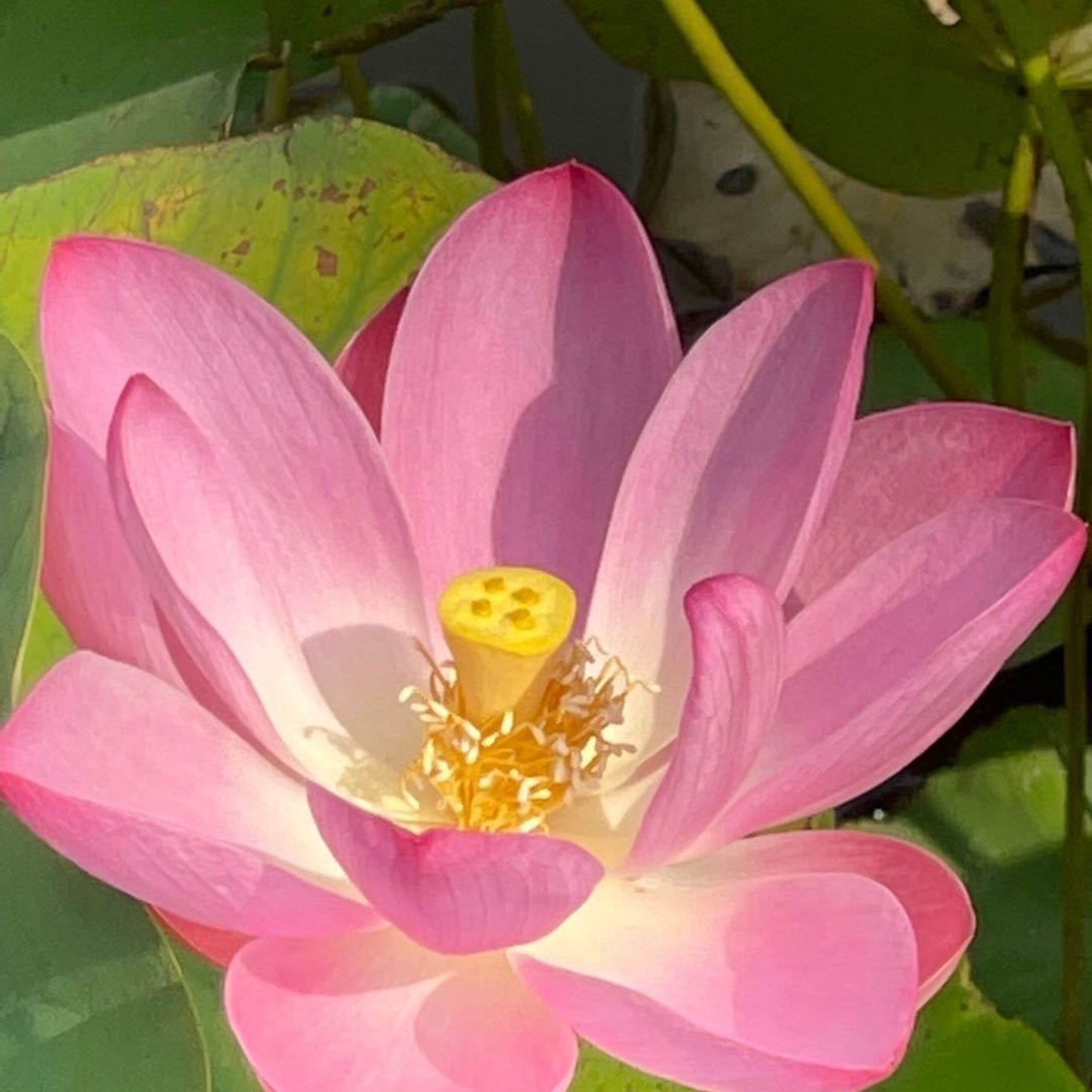 GG- Add’l 补充 -Lotus heals anxiety 荷花疗愈焦虑情绪 (中英文, English starts 2:24)