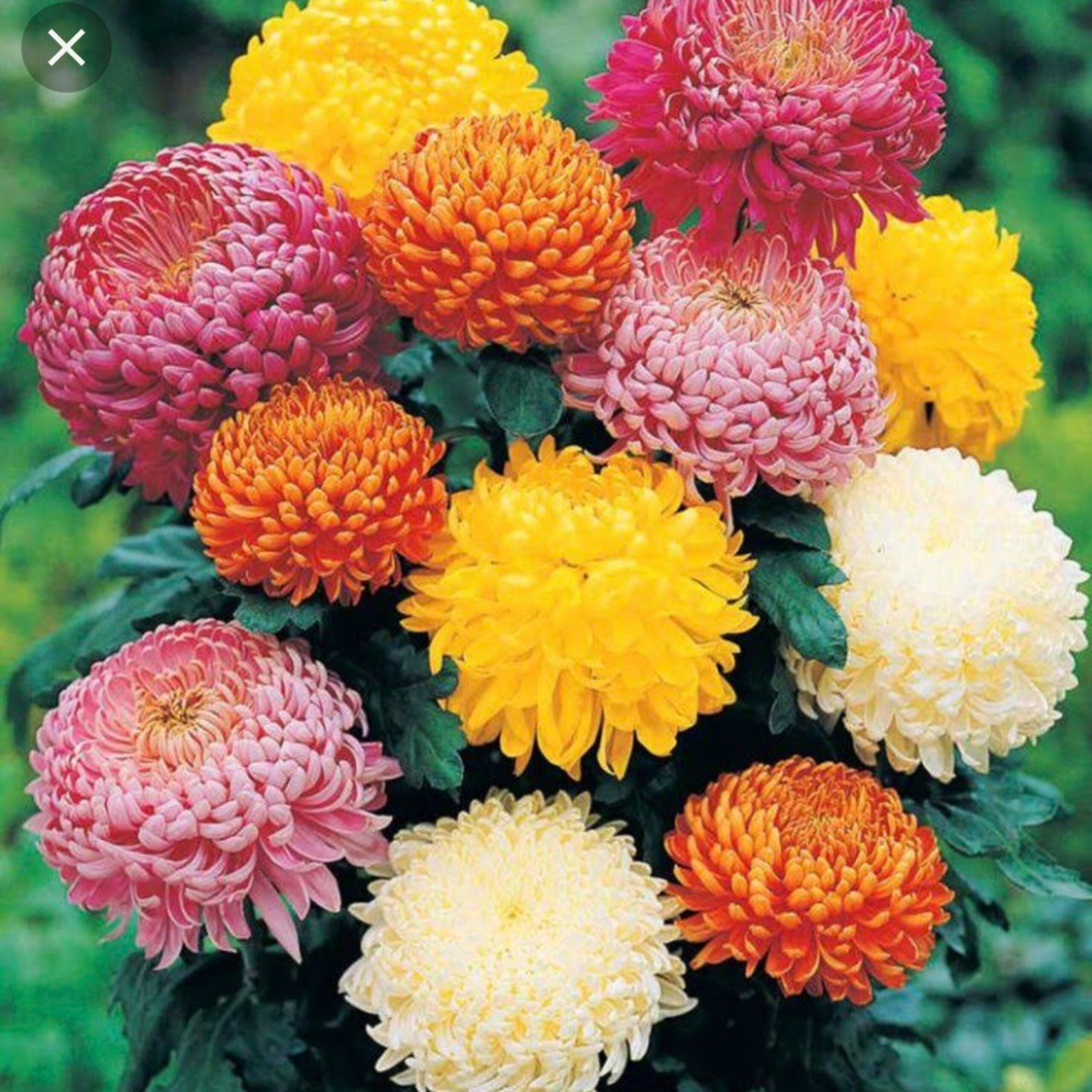 GG- Add’l 补充 -Mums heal sad spirit 菊花疗愈忧伤的灵 (中英文, English starts 0:37)