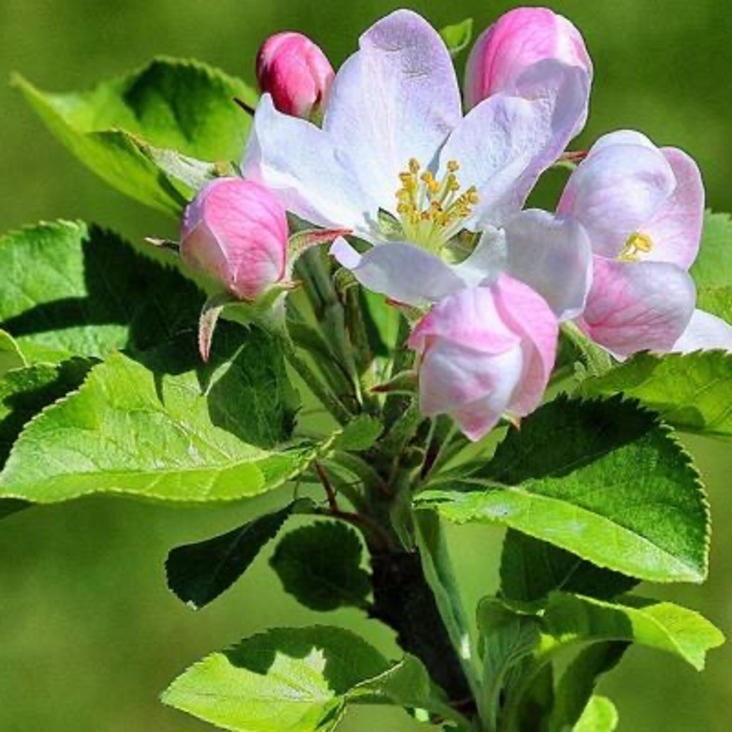 GG- Add’l 补充 -Apple tree and flowers heal cardiovascular and cerebrovascular diseases 苹果树和花疗愈心脑血管疾病 (中英文, English starts 0:49)