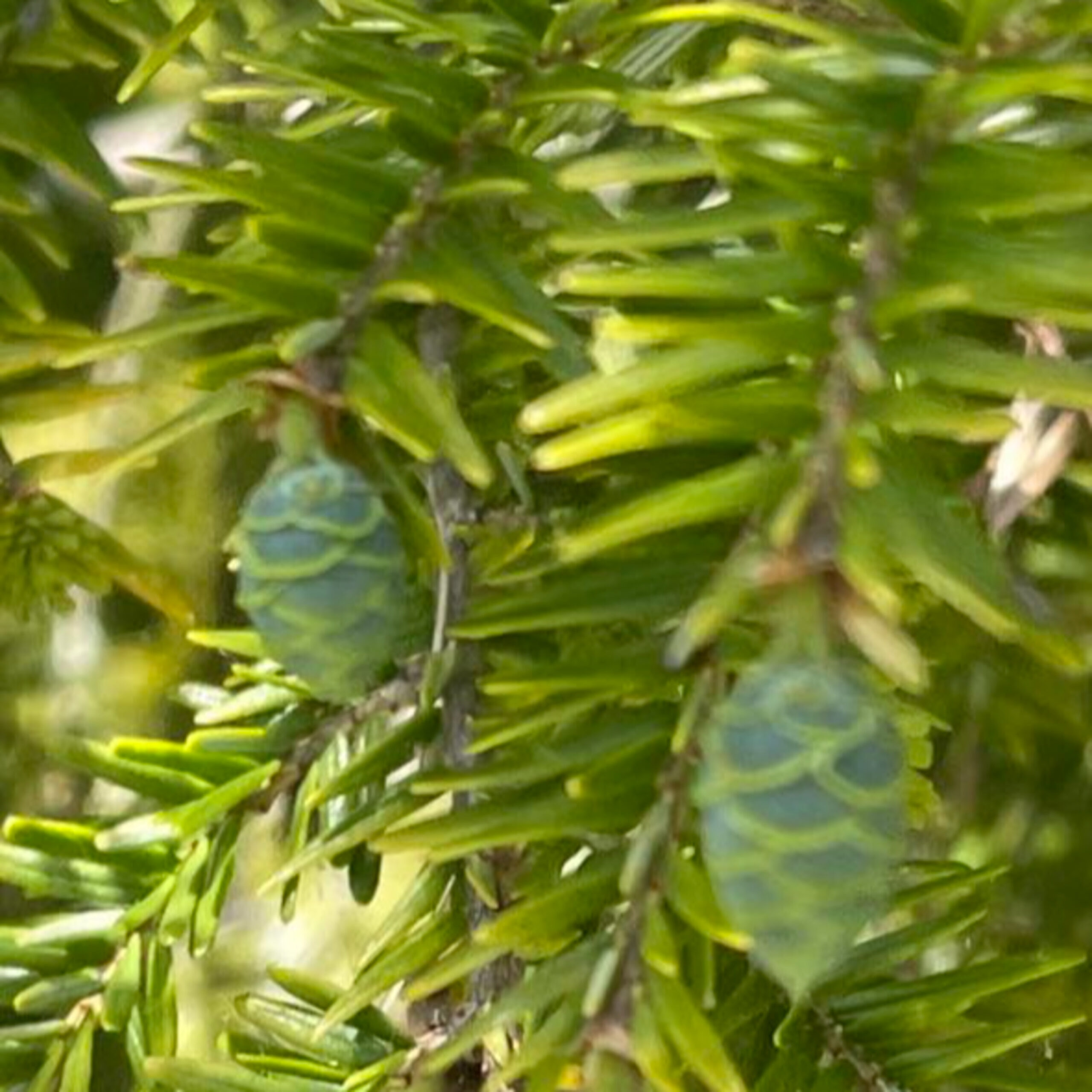 GG- Add’l 补充 -Pine Tree Flower Heals Old Wound 松花对旧伤的疗愈 (中英文, English starts 12:53)