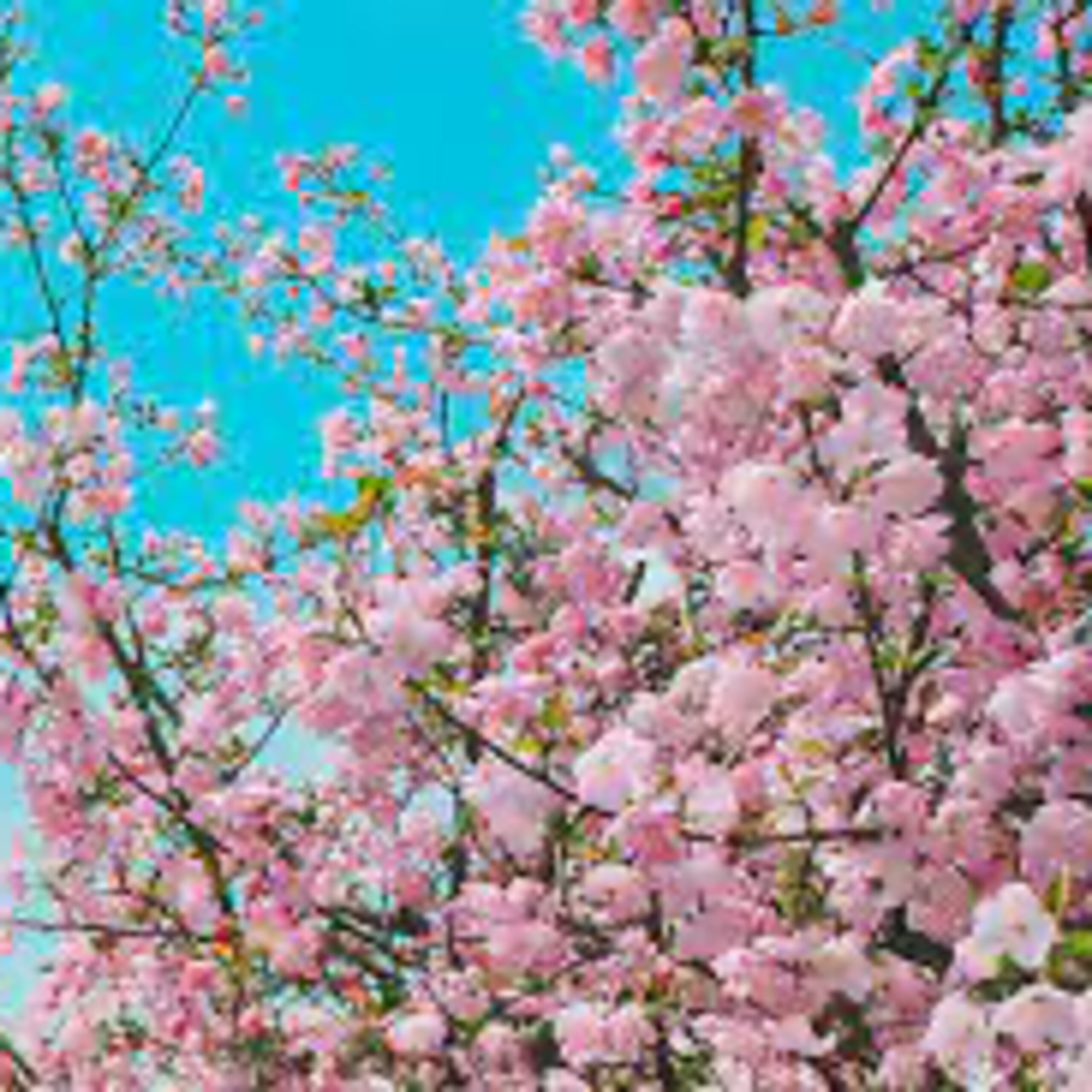 GG-QA 1 问答 1 -Peach tree and blossom heal the missing soul 桃树和桃花疗愈魂魄的缺失 (中英文, English starts 0:59)