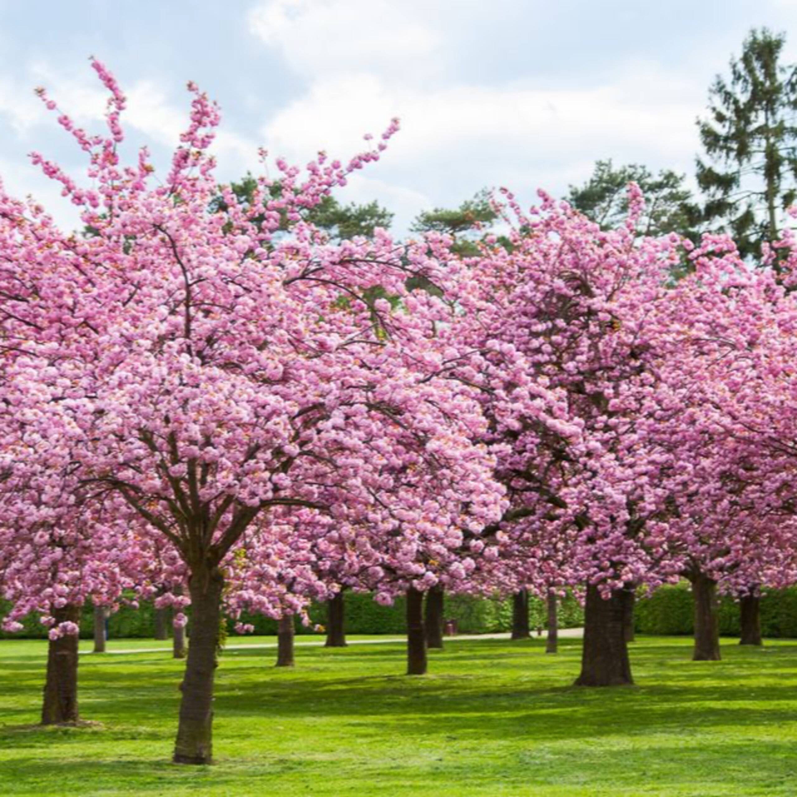 GG- Add’l 补充- Cherry blossoms heal depression and panic & fear 樱花疗愈抑郁惶恐 (中英文, English starts 3:37)